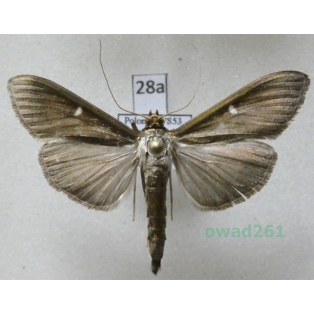 Cydalima perspectalis (Walker, 1859) form Poland28a